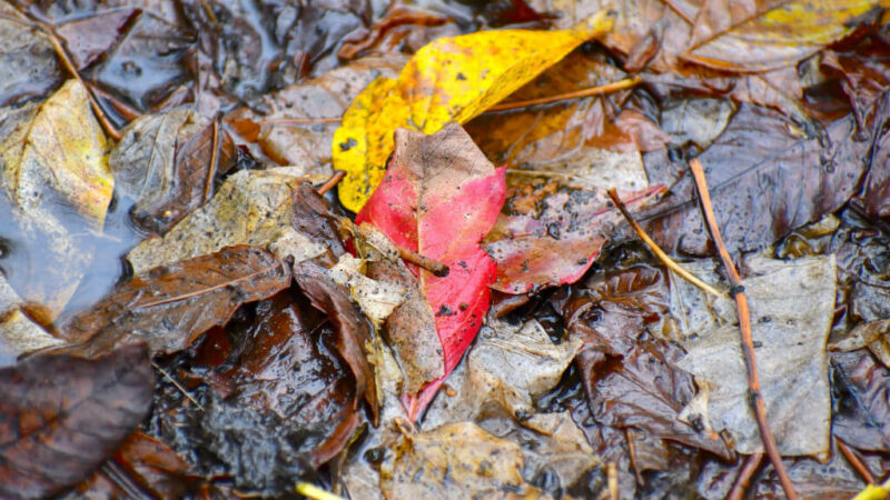 10 Suggestions to Help You Compost Your Leaves This Autumn