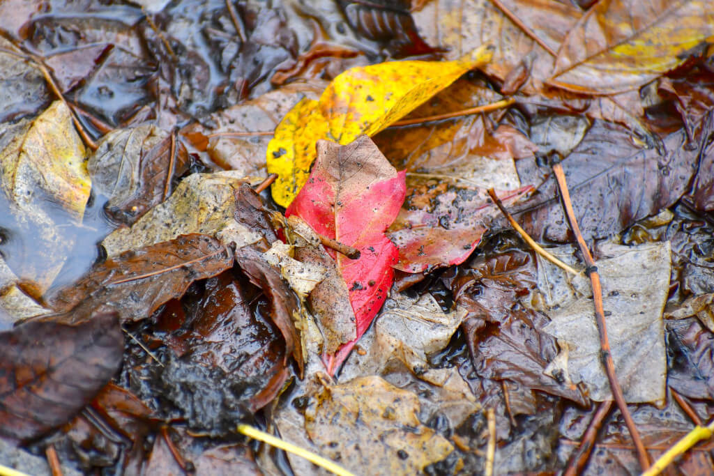 10 Suggestions to Help You Compost Your Leaves This Autumn